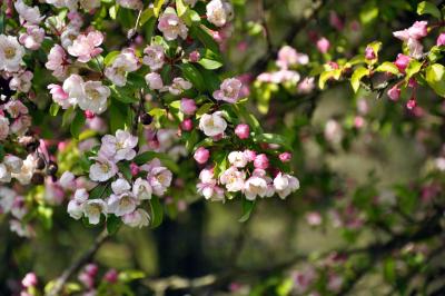 Japanische Kirschblüte